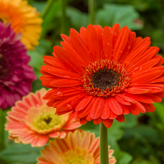 Orange, yellow and red gerbera flowering plants